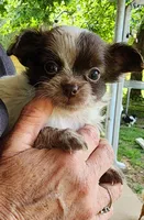 Tiny Oakley CKC, a male Chihuahua for sale in Little Rock, AR – 2 of 5