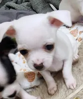 Dasher white, a male Chihuahua for sale in Little Rock, AR – Photo 2 of 7