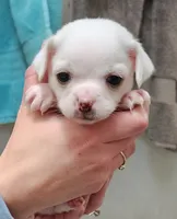 processed/4b72752a-dc48-4cbf-888c-ccd09174fa64/listing/c1a0f0dd-984b-4b3b-8fe2-24b3f78b0136/3efd8c00-9ba1-4028-b4a8-46586d14c196