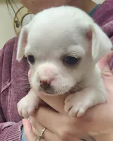 processed/4b72752a-dc48-4cbf-888c-ccd09174fa64/listing/c1a0f0dd-984b-4b3b-8fe2-24b3f78b0136/80a43c18-0baf-4d36-a413-4a0e9e8f7088