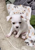 Dasher white, a male Chihuahua for sale in Little Rock, AR – Photo 1 of 7