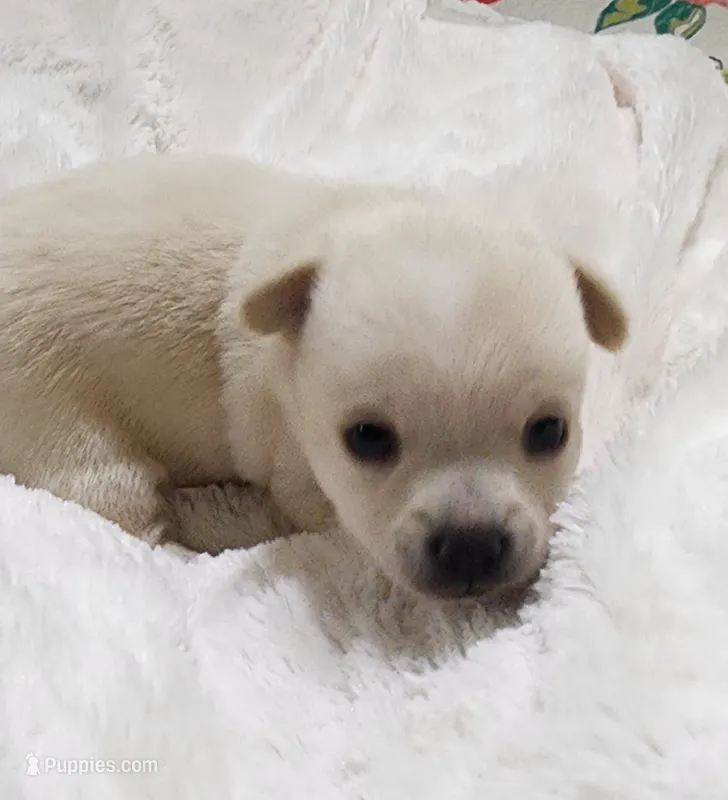 Pip CKC – Chihuahua puppy for sale in Little Rock, AR