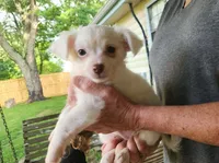 White LC Percy CKC, a male Chihuahua for sale in Little Rock, AR – 3 of 9