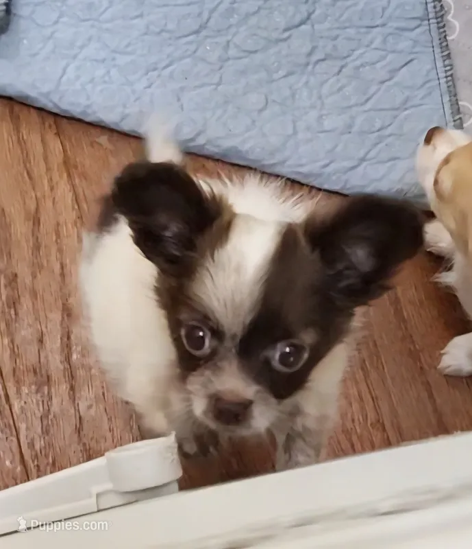 Tiny Tank CKC – Chihuahua puppy for sale in Little Rock, AR
