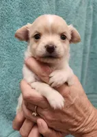 Kash CKC, a male Chihuahua for sale in Little Rock, AR – 2 of 3