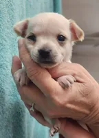 Kiwi CKC, a female Chihuahua for sale in Little Rock, AR – 2 of 2