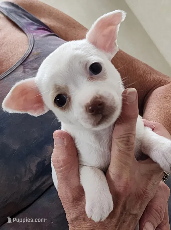 Karma – Chihuahua puppy for sale in Little Rock, AR