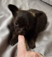 Tiny Forrest CKC, a male Chihuahua for sale in Little Rock, AR – 4 of 8