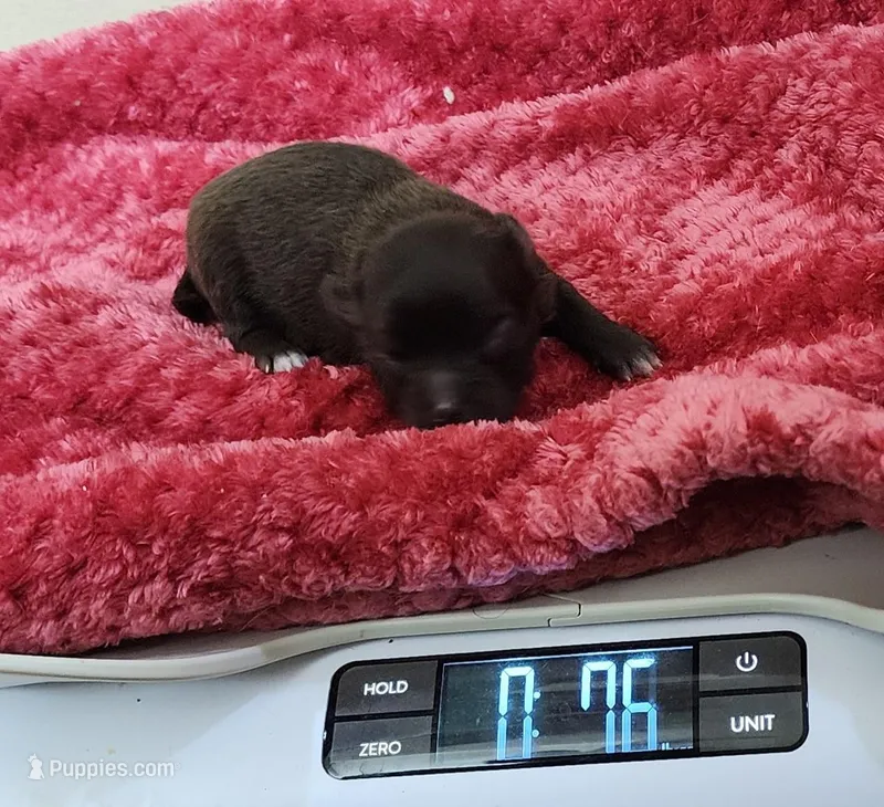 Raine CKC – Chihuahua puppy for sale in Little Rock, AR