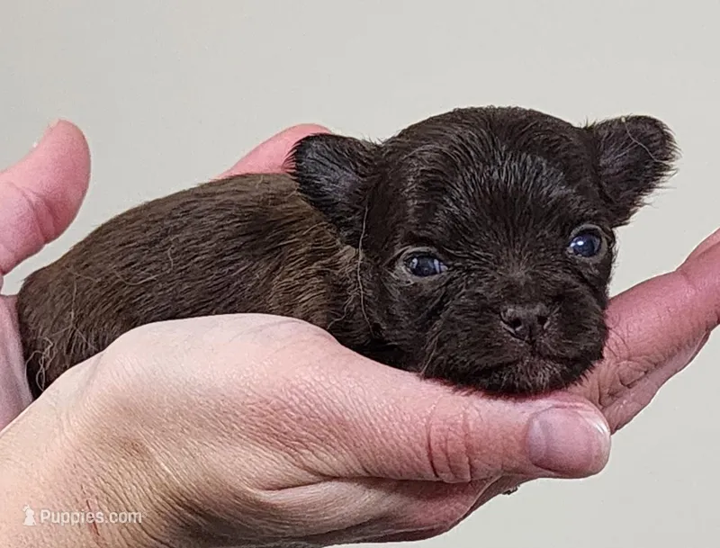 Raine CKC – Chihuahua puppy for sale in Little Rock, AR