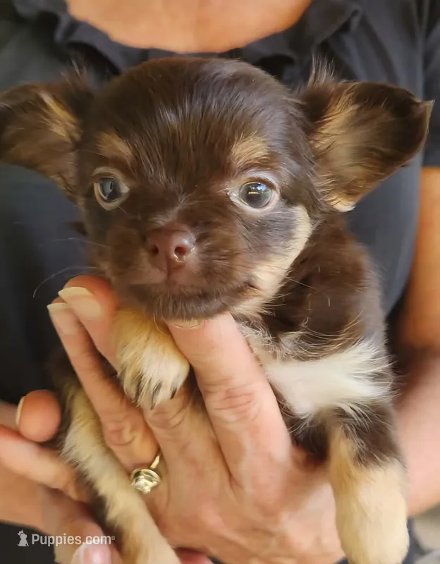 TINY Willow CKC – Chihuahua puppy on hold in Little Rock, AR