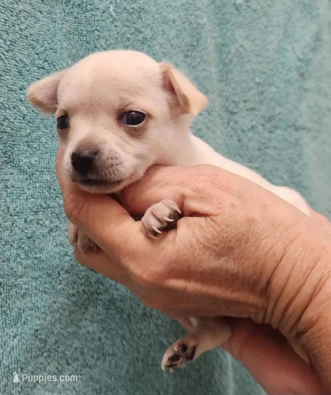 Kiwi CKC – Chihuahua puppy for sale in Little Rock, AR