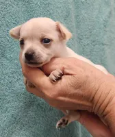 Kiwi CKC, a female Chihuahua for sale in Little Rock, AR – 1 of 2