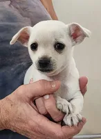 Kip CKC, a male Chihuahua for sale in Little Rock, AR – 4 of 4