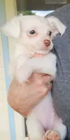 White LC Percy CKC, a male Chihuahua for sale in Little Rock, AR – 4 of 9