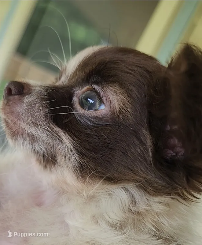 Tiny Tank CKC – Chihuahua puppy for sale in Little Rock, AR
