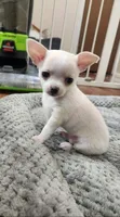 Tiny Dancer, a male Chihuahua for sale in Little Rock, AR – Photo 3 of 8