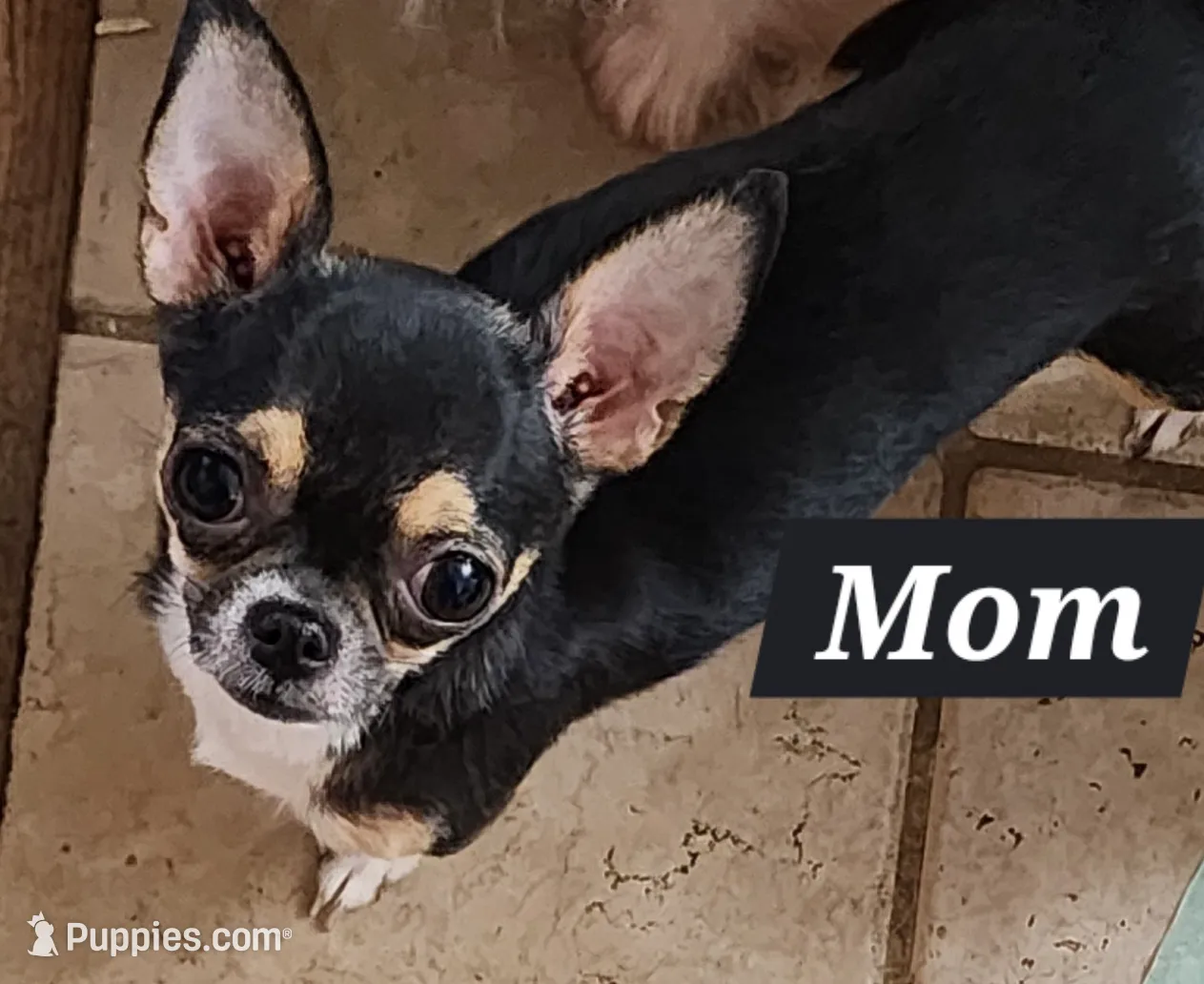 Tiny Dancer, a male Chihuahua for sale in Little Rock, AR – Photo 7 of 8