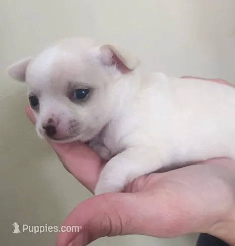 Tiny Dancer, a male Chihuahua for sale in Little Rock, AR – Photo 8 of 8