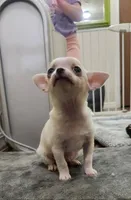 Tiny Dancer, a male Chihuahua for sale in Little Rock, AR – Photo 2 of 8