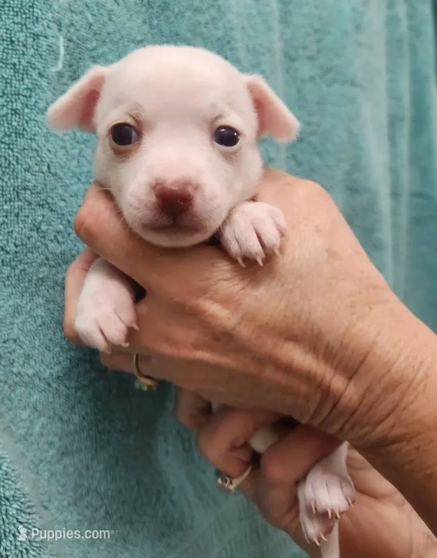 Karma – Chihuahua puppy for sale in Little Rock, AR