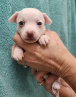 Karma, a female Chihuahua for sale in Little Rock, AR – 1 of 2