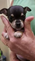 Fiona CKC, a female Chihuahua for sale in Little Rock, AR – Photo 3 of 3