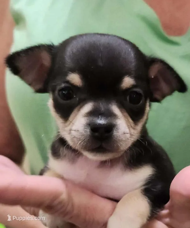 Fiona CKC – Chihuahua puppy for sale in Little Rock, AR