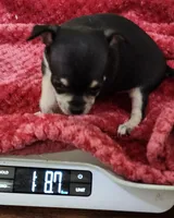 Fiona CKC, a female Chihuahua for sale in Little Rock, AR – Photo 2 of 3