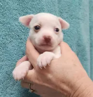 Karma, a female Chihuahua for sale in Little Rock, AR – 2 of 2