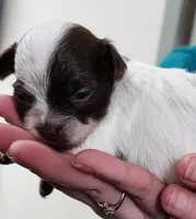 Tiny Oakley CKC, a male Chihuahua for sale in Little Rock, AR – 4 of 5