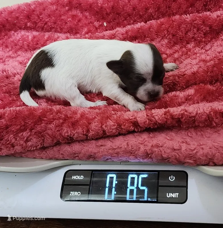 Oakley CKC – Chihuahua puppy for sale in Little Rock, AR