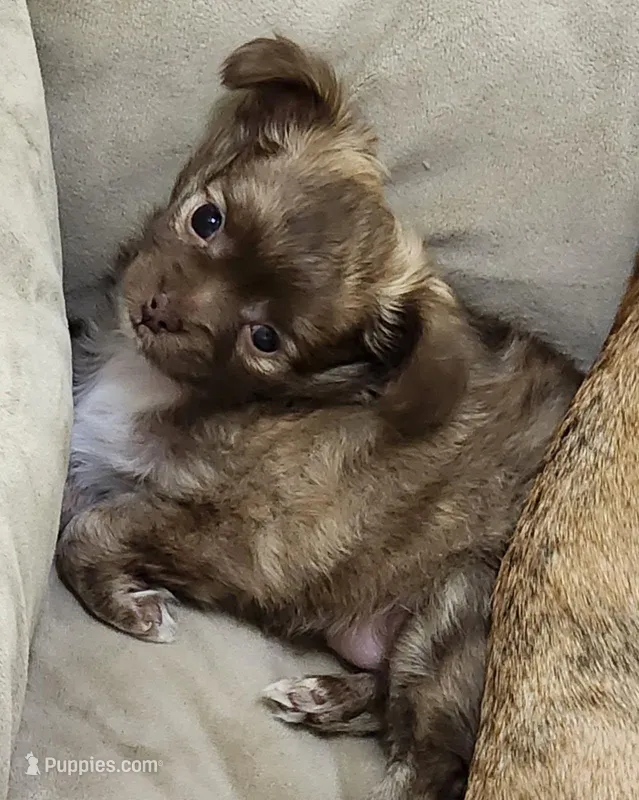 Buddha Brindle LC, a female Chihuahua for sale in Little Rock, AR – Photo 1 of 5