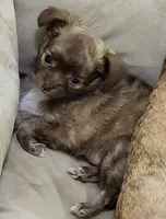 Buddha Brindle LC, a female Chihuahua for sale in Little Rock, AR – Photo 4 of 5