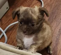 Buddha Brindle LC, a female Chihuahua for sale in Little Rock, AR – Photo 5 of 5