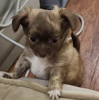 Buddha Brindle LC, a female Chihuahua for sale in Little Rock, AR – Photo 3 of 5