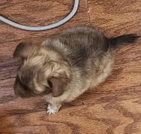 Buddha Brindle LC, a female Chihuahua for sale in Little Rock, AR – Photo 2 of 5