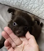 Tiny Forrest CKC, a male Chihuahua for sale in Little Rock, AR – 2 of 8