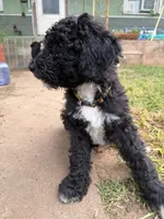 Yellow, a female Poodle - Standard  for sale in Oklahoma City, OK – 4 of 5