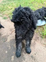 Blue, a male Poodle - Standard  for sale in Oklahoma City, OK – 5 of 7