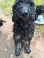 Blue, a male Poodle - Standard  for sale in Oklahoma City, OK – 6 of 7