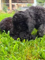 Baby Blue, a male Poodle - Standard  for sale in Oklahoma City, OK – 6 of 6
