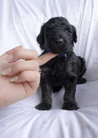 Blue, a male Poodle - Standard  for sale in Oklahoma City, OK – 7 of 7