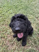 Green, a male Poodle - Standard  for sale in Oklahoma City, OK – 3 of 7