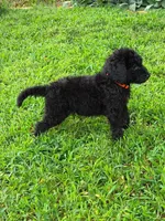 Orange , a female Poodle - Standard  for sale in Oklahoma City, OK – 4 of 6