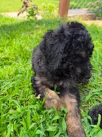 Red/Boots, a female Poodle - Standard  for sale in Oklahoma City, OK – 3 of 6