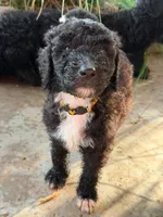 Yellow, a female Old English Sheepdog and Poodle - Standard  for sale in Oklahoma City, OK – 4 of 4