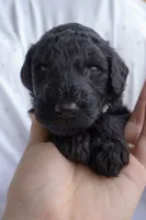 Baby Blue, a male Poodle - Standard  for sale in Oklahoma City, OK – 5 of 6