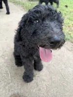 Green, a male Poodle - Standard  for sale in Oklahoma City, OK – 4 of 7