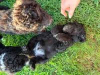 Dark Green, a male Poodle - Standard  for sale in Oklahoma City, OK – 2 of 5